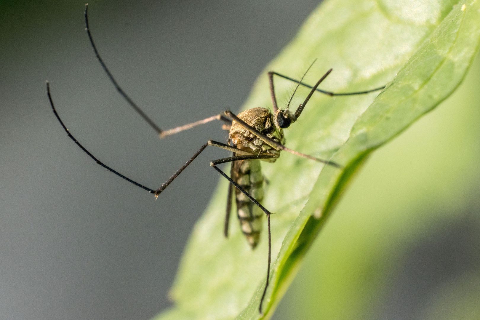 Como Eliminar Mosquitos e Evitar Doencas no Verao